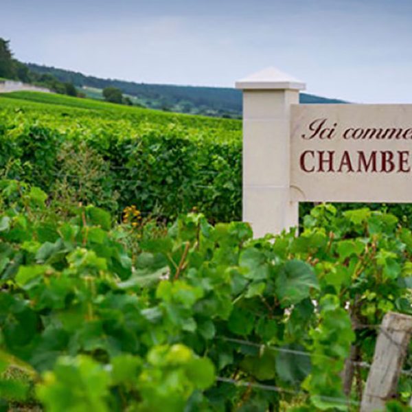 DAM-Chambertin-panel-vineyard
